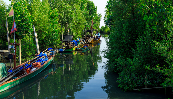 backwaters-in-goa